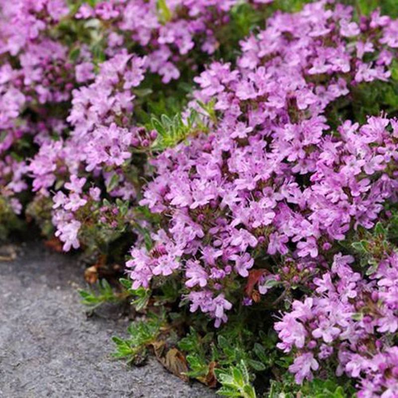 100 Creeping Thyme Seeds Thymus Serpyllum Blue Rock Cress Beautiful Flower S057